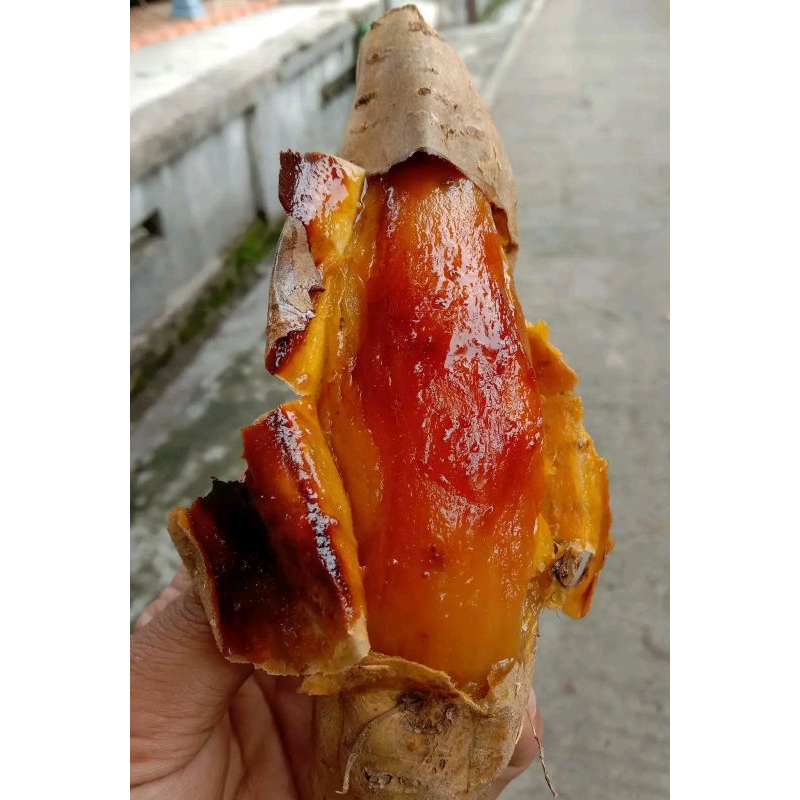 

Ubi madu oven dikirim dalam keadaan mentah bersih cocok dinikmati di musim hujan harga 1 kg