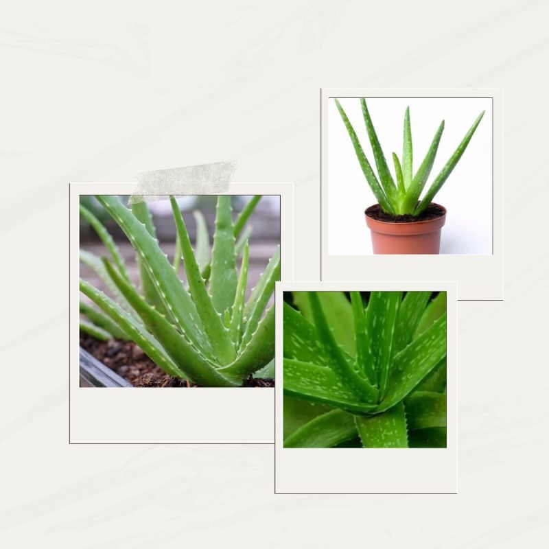 Lidah buaya kecil, Anakan lidah buaya, Lidah buaya mini