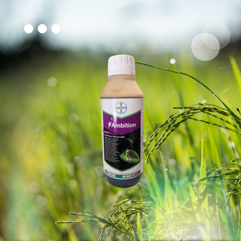 Ambition Bayer