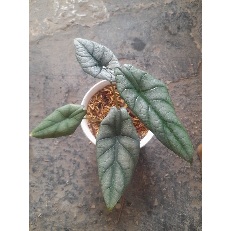 Alocasia scalprum x dragon moon