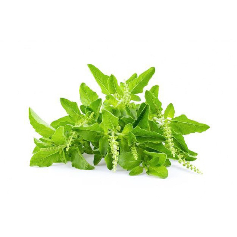 

SAYUR DAUN KEMANGI SEGAR 100 gram SAYUR SEGAR SIDOARJO
