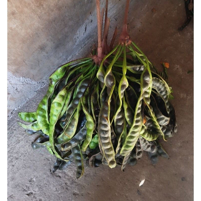 

pete matang pohon isi 12 papan