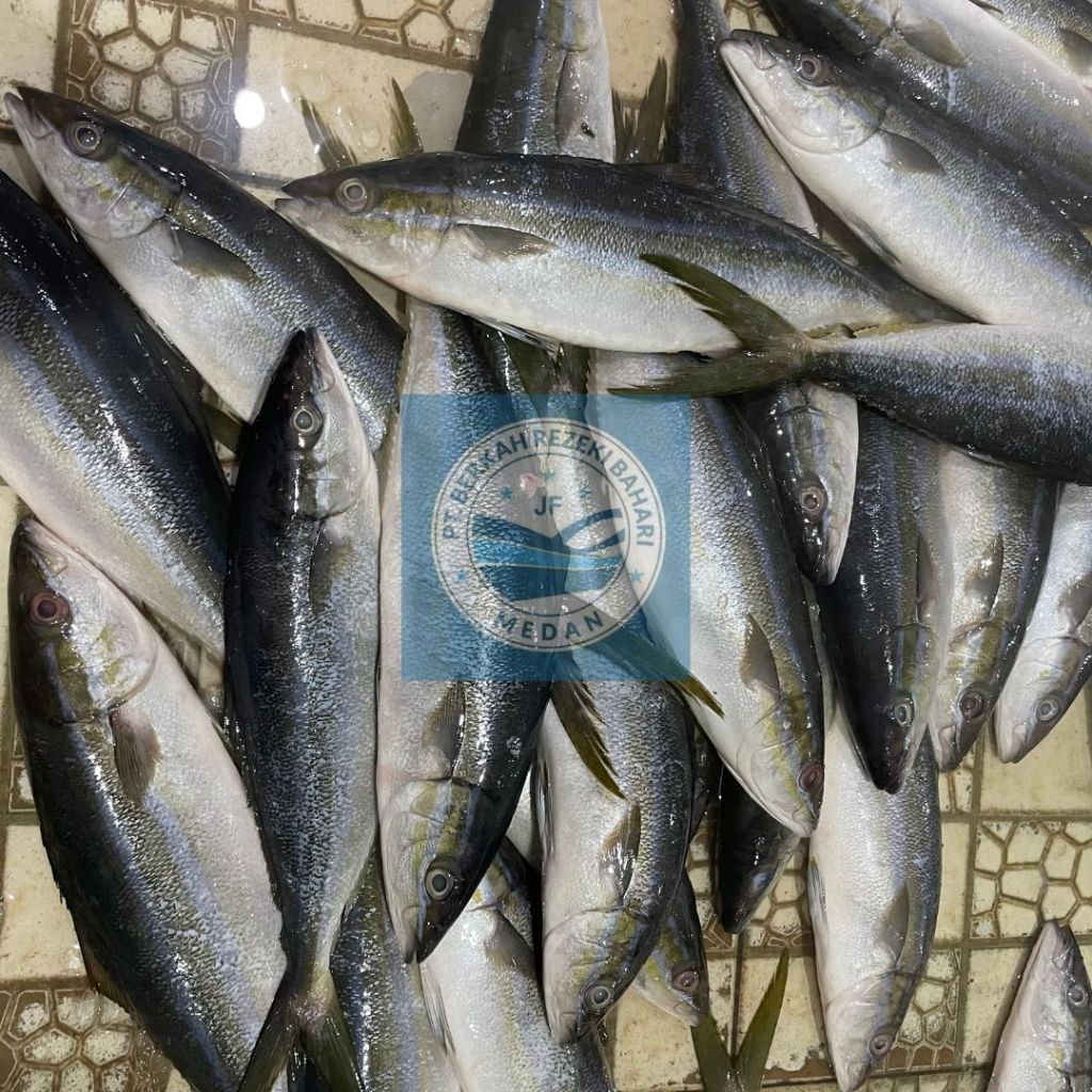 

Ikan Salam Segar per kg