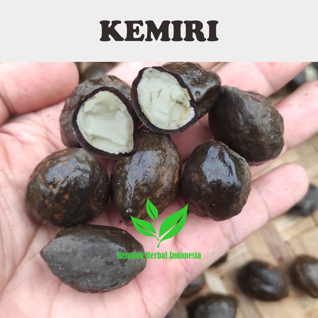 

Kemiri Muncang Utuh bulat cangkang Original Organik Berkualitas