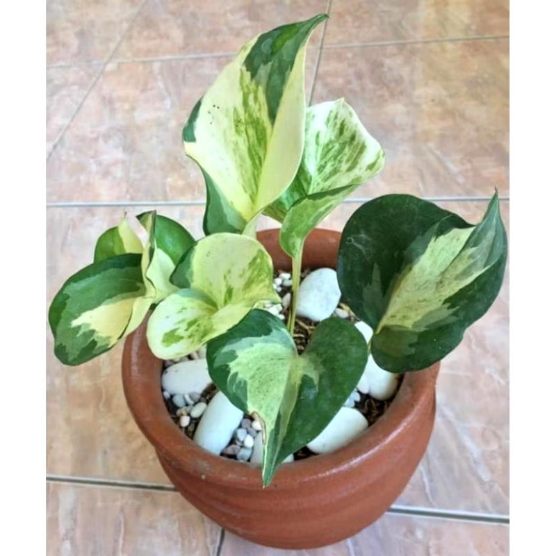 tanaman hias hidup rambat sirih gading manjula