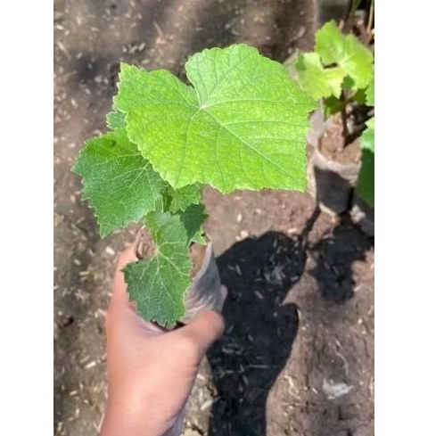 bibit anggur - bibit anggur merah - bibit anggur hijau