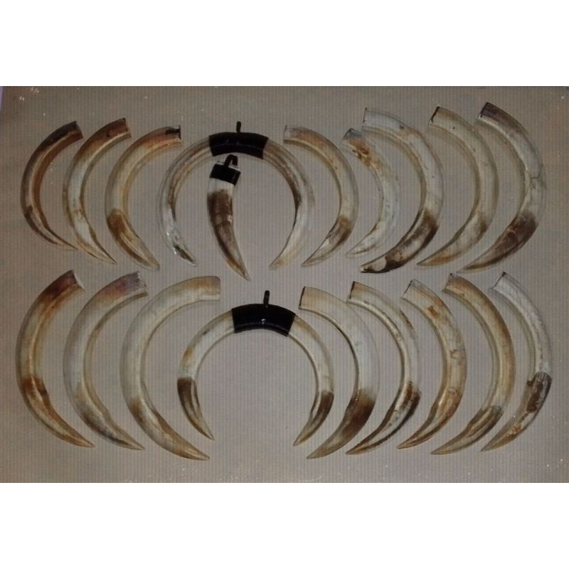 TARING BABI HUTAN SUPER BIG ORIGINAL