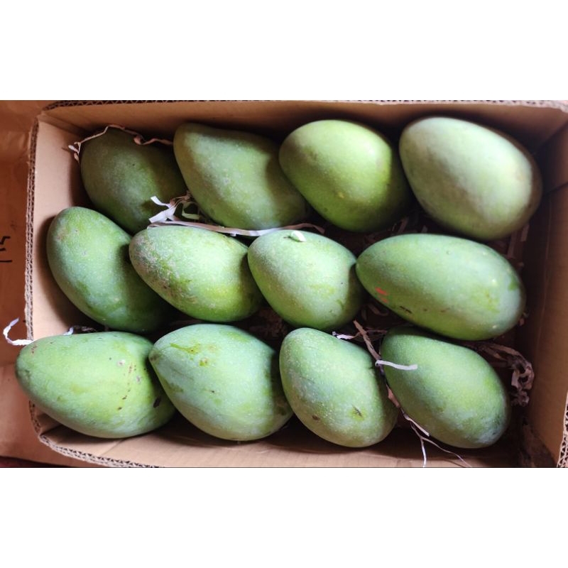 

Mangga Gadung Arumanis Masak Pohon 1 Box