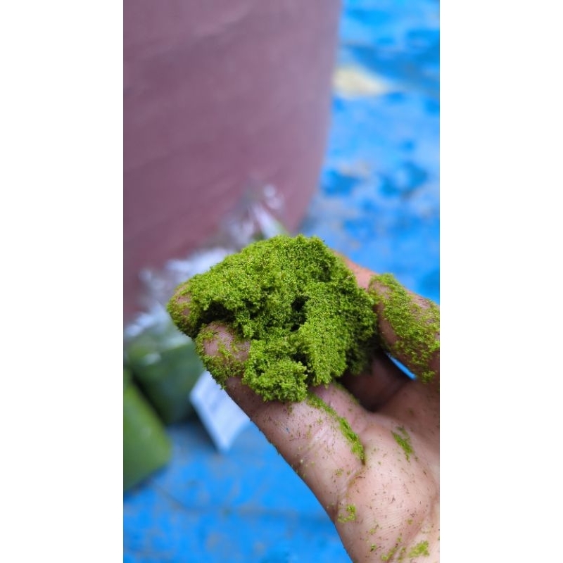 ♥️ WOLFFIA 150 GRAM ♥️