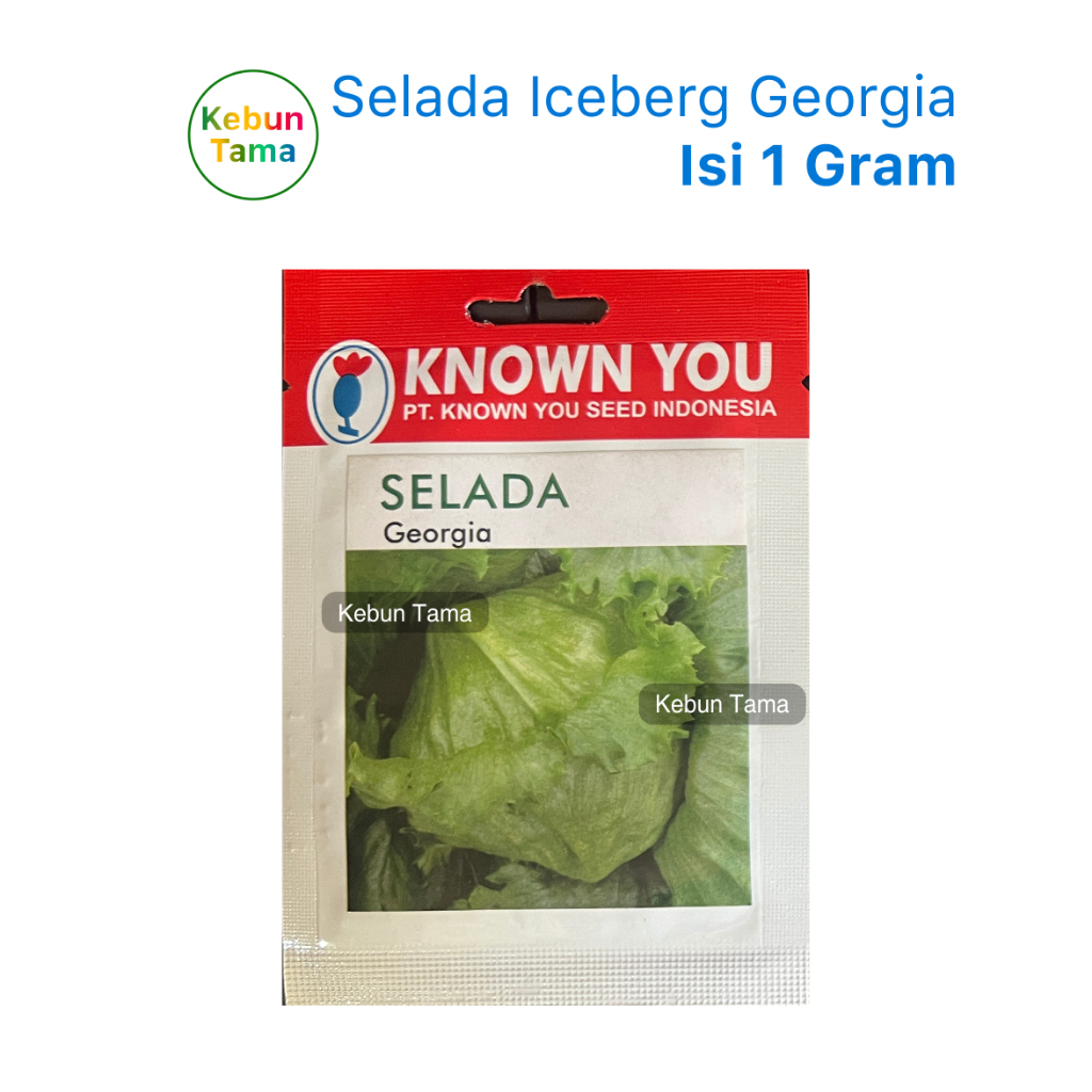 Benih Selada Iceberg Georgia Known You Seed KYS
