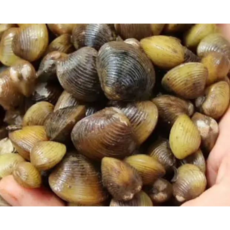 

KERANG REMIS HIDUP 500 G