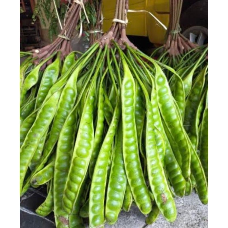 

Petai Sayur Fresh Segar 1 Ikat Baru Ambil Super Tua Bagus Termurah 1 Gandok