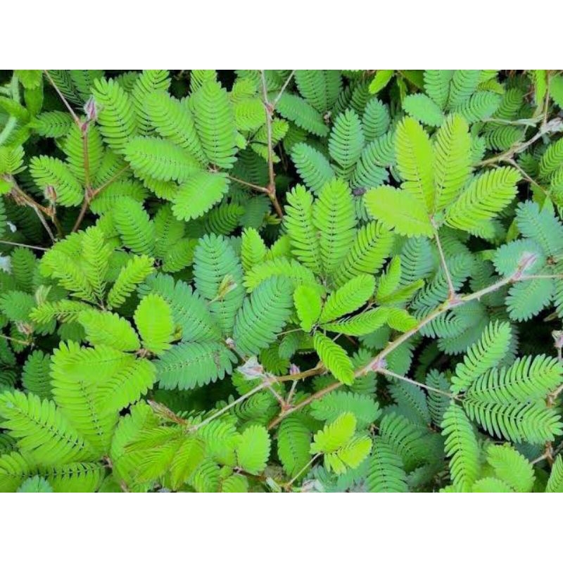 

DAUN DAN AKAR PUTRI MALU SEGAR 250 G