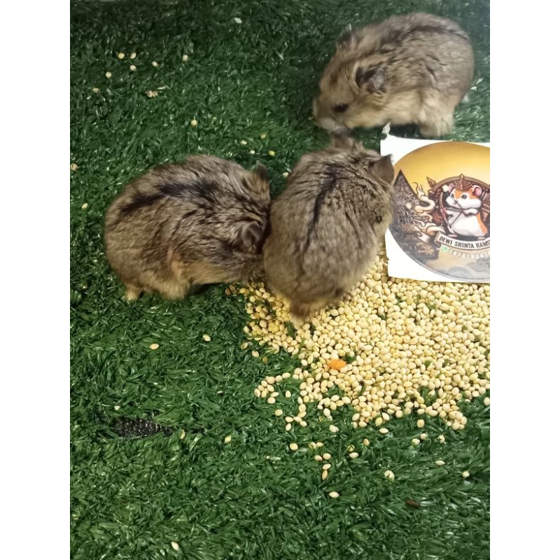 Hamster Campbell Polos Remaja (siap kawin)