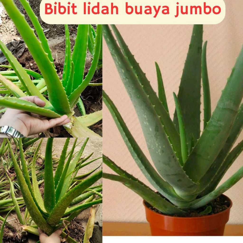 Lidah buaya asli 100%, Lidah Buaya jumbo, Lidah buaya Asli