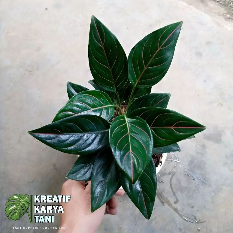 Aglonema Rotundum Tiger - Aglonema Rotundum