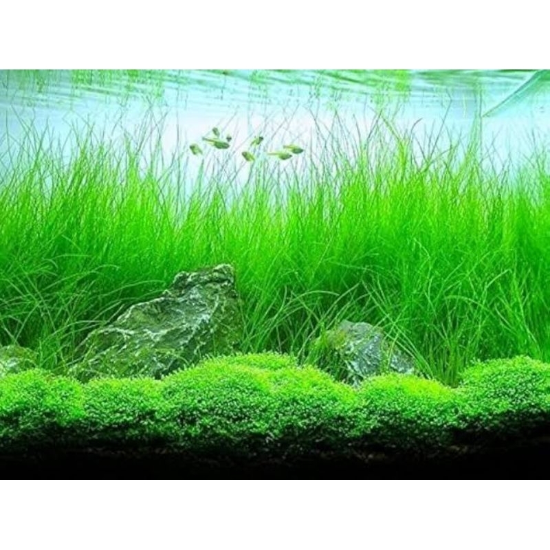 Eleocharis Vivipara Aquascape