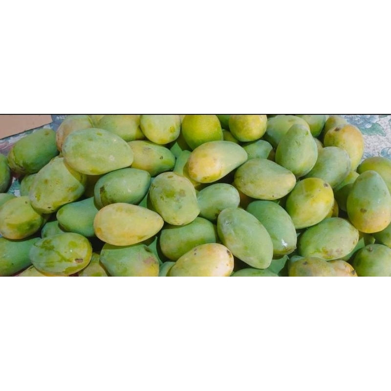 

Mangga Jawa Manis Seger 1 Kg Fresh