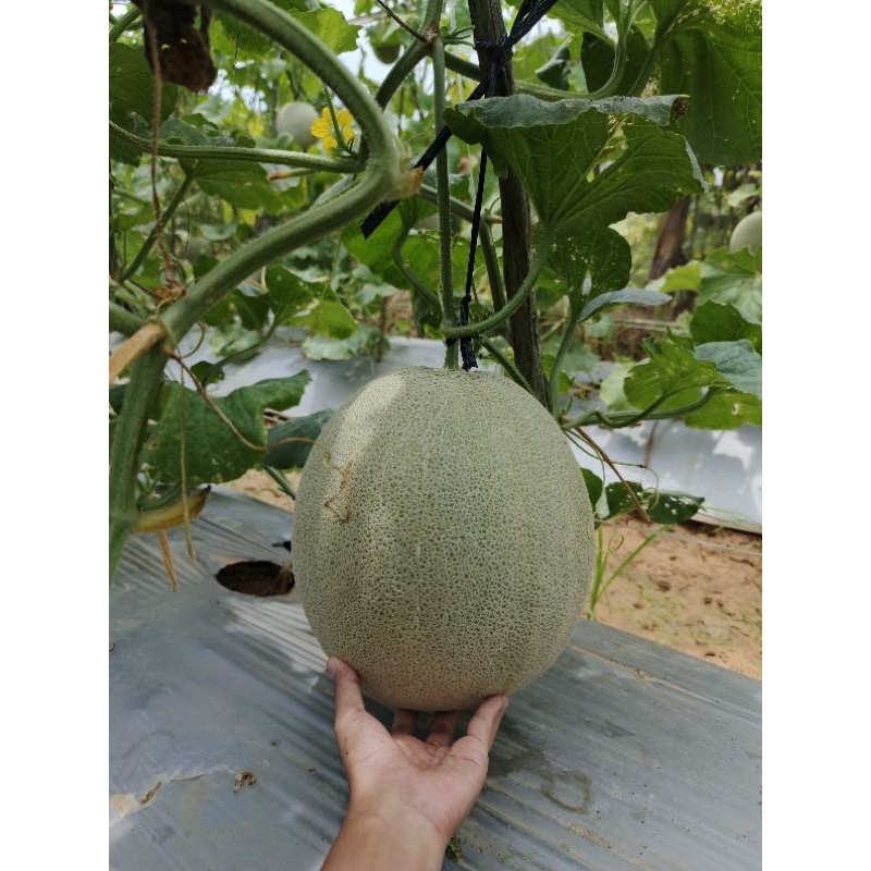 

Melon Jumbo F1