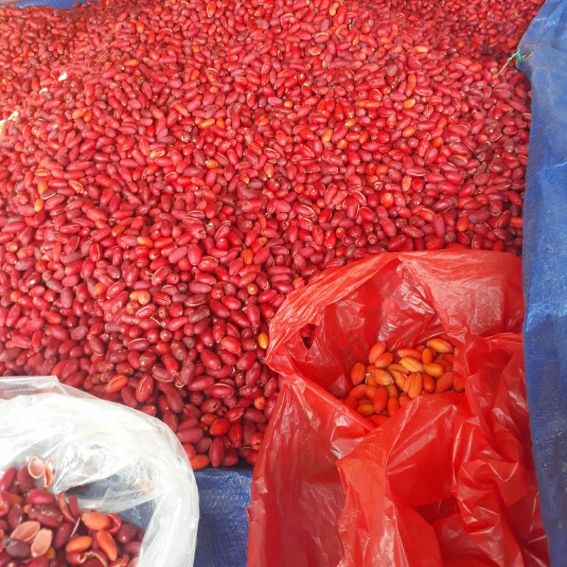

KULIT MELINJO BANTEN SEGAR 1 KG