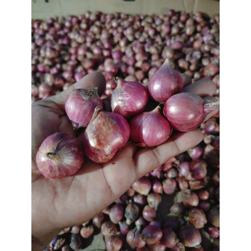 

BAWANG MERAH Probolinggo SUPER 500 GR