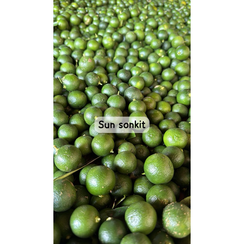 

JERUK SONKIT 1KG / JERUK KASTURI / JERUK KUNCI / JERUK KALAMANSI