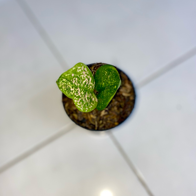 Aglaonema Ruby kura