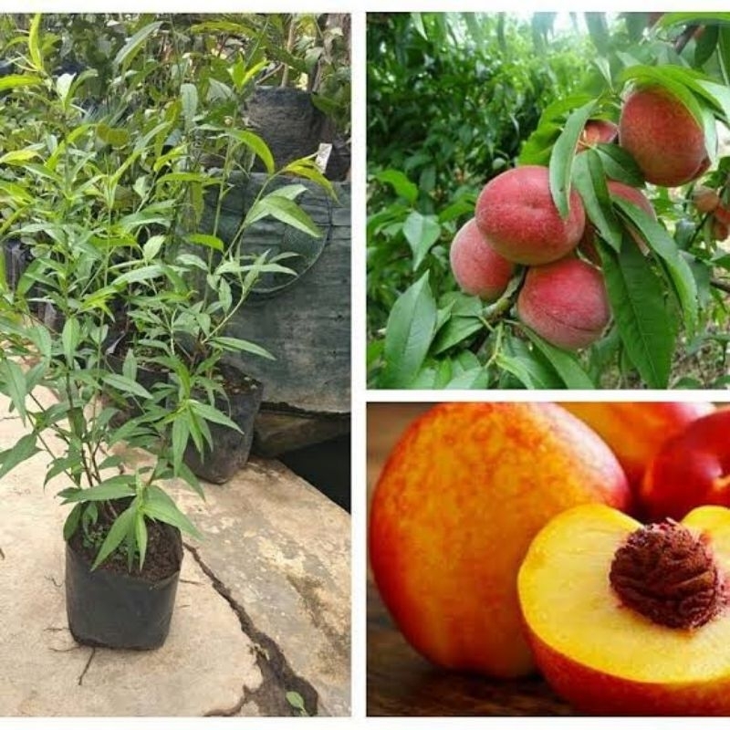 bibit buah persik cepat berbuah