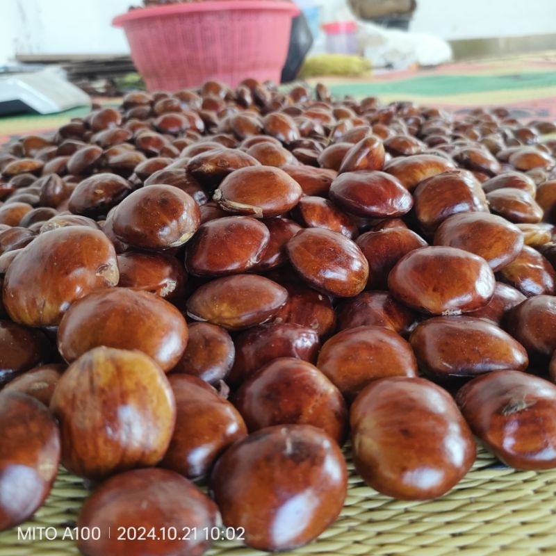 

Jengkol tua mentah 1 kilo / 1000gr
