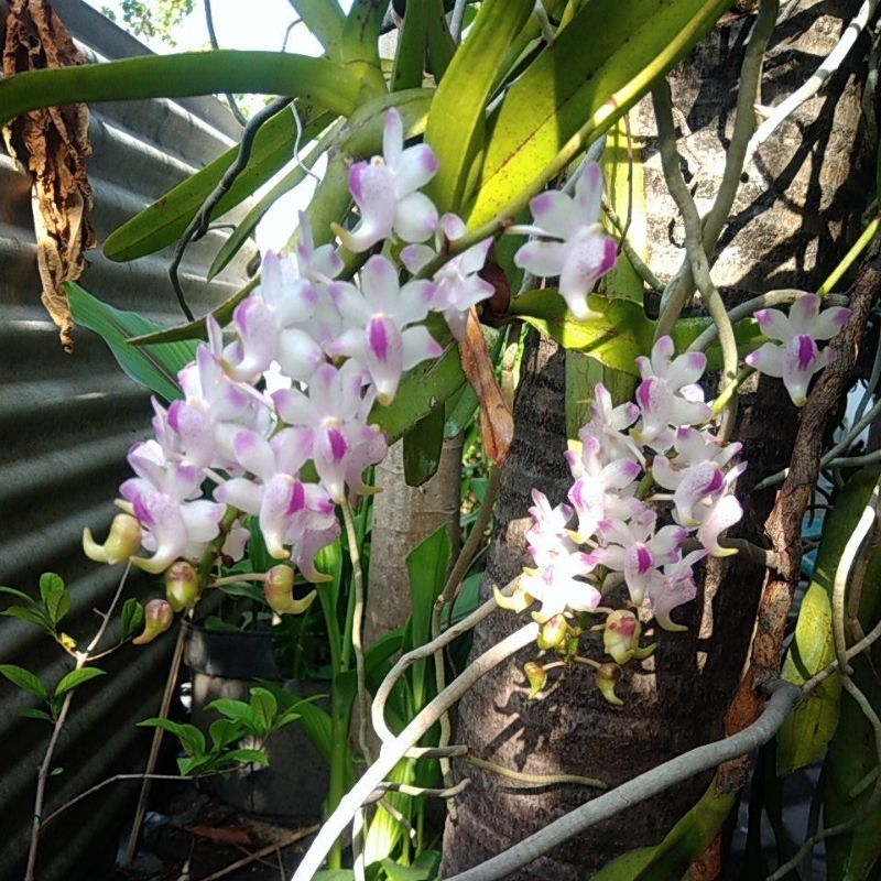 Bunga Anggrek Kuku macan Berbunga