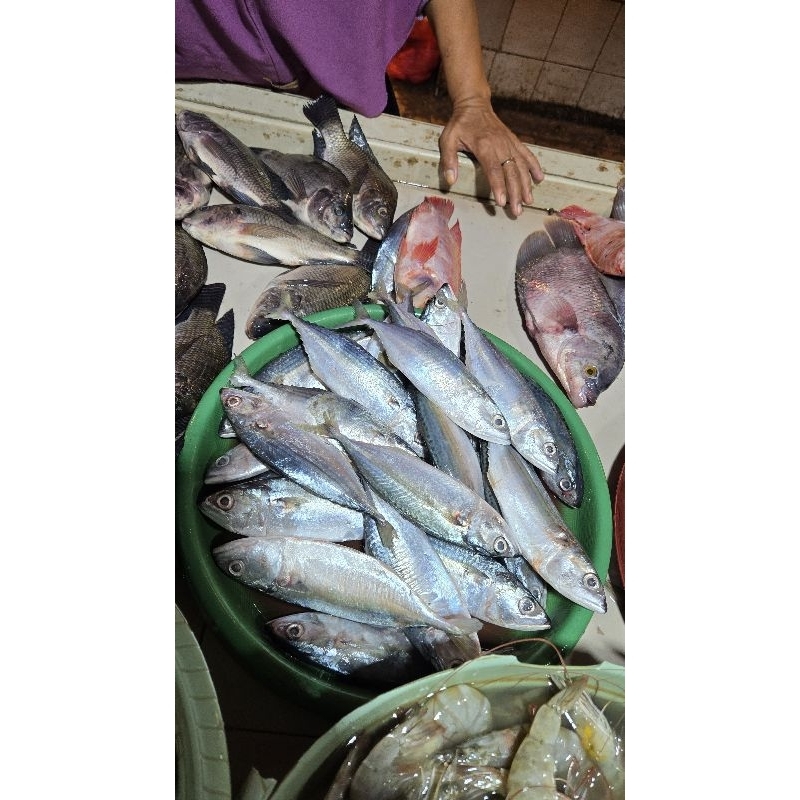 

IkanKembungBanjarFresh