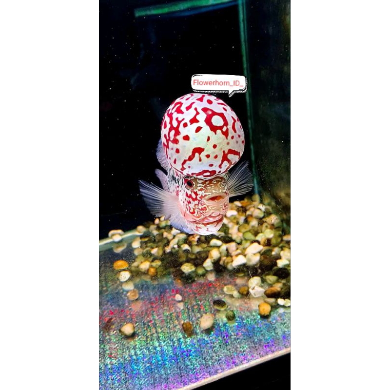 Burayak Louhan Kamfa Redking F2 Thailand