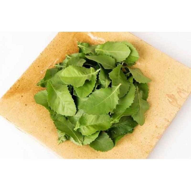 

Daun beluntas 100g/daun luntas