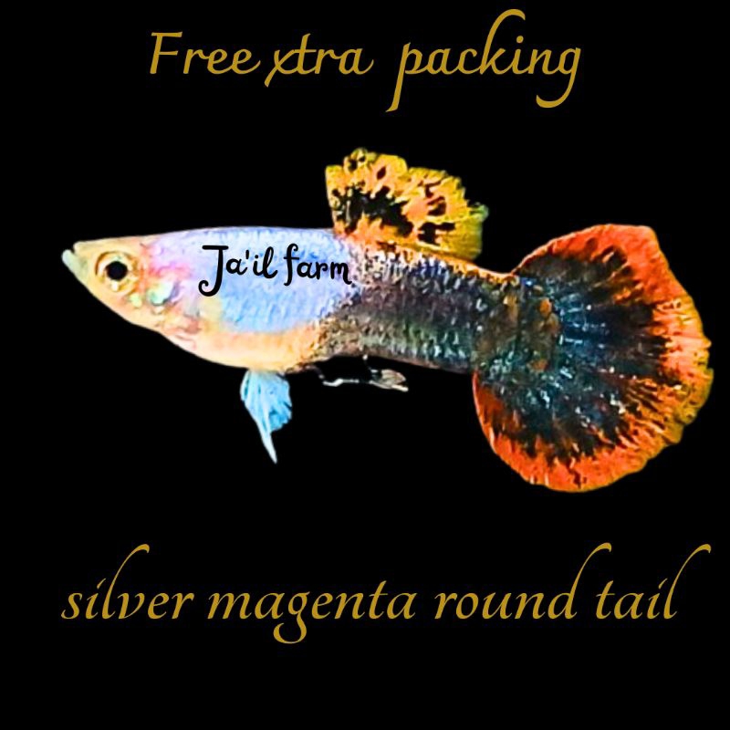 

FREE XTRA PACKING - SILVER M4GENTA R0UND T4IL