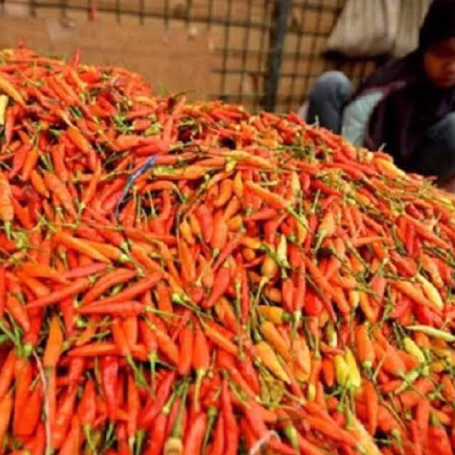 

Cabe rawit merah ori fresh 5kg | Lombok rawit merah ori fresh | Cabai rawit merah ori