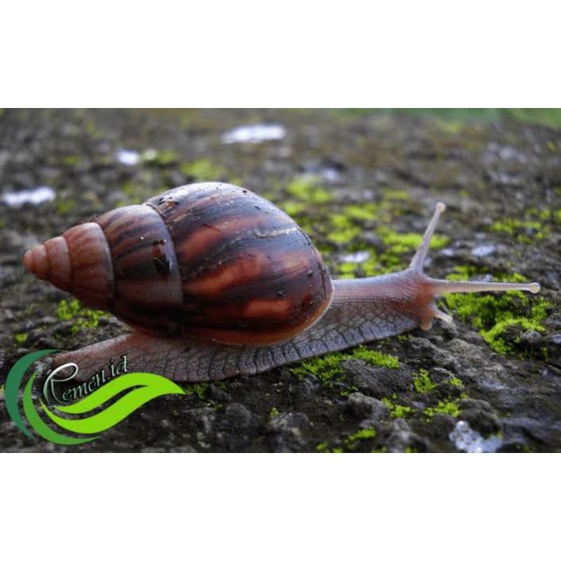 ISI 10bj BEKICOT BESAR UNTUK KONSUMSI DAN PERAWATAN WAJAH