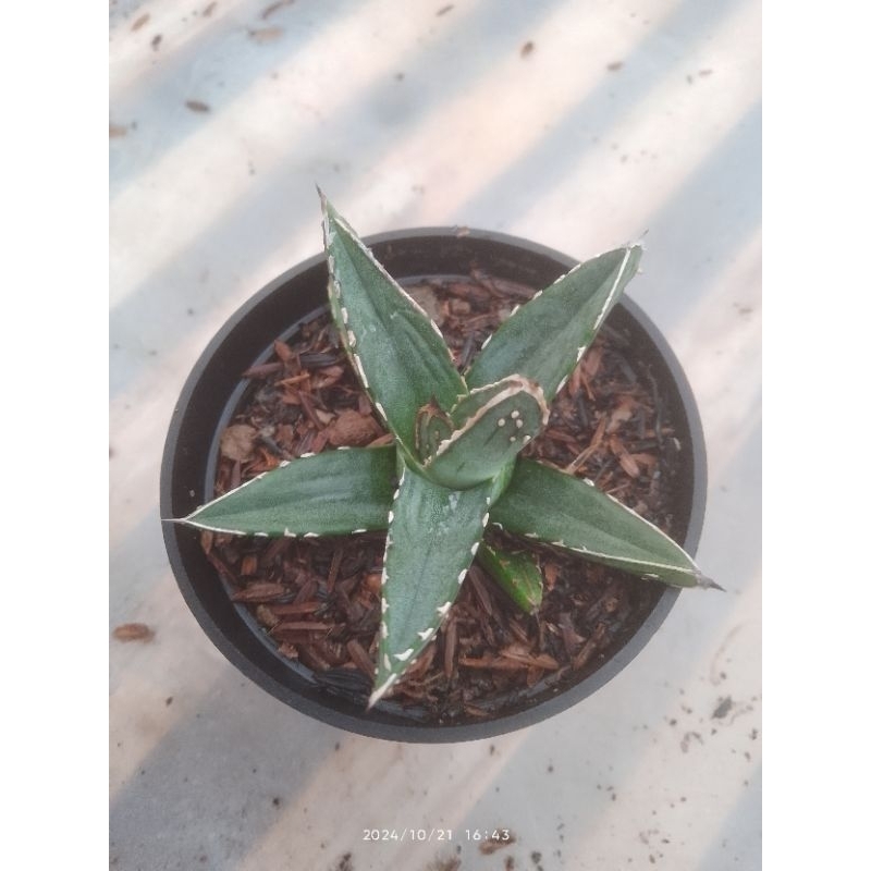 agave victoria perdinand regis