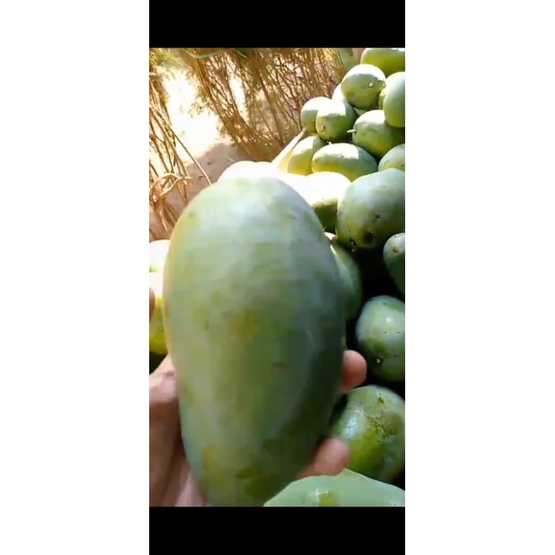 

mangga gadung madan 1 kg