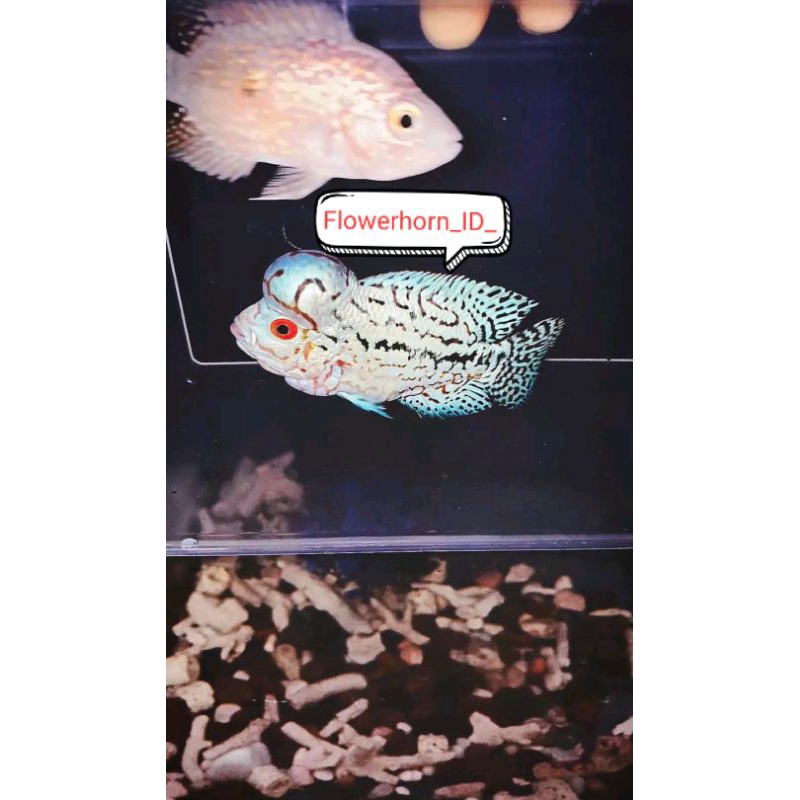 Burayak Louhan Kamfa F2 White Pear VIP Thailand