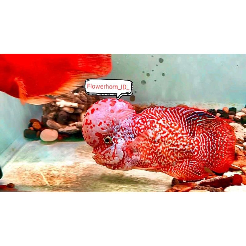 Burayak Louhan Kamfa GoldenBase By NirunCrosbreed Thailand