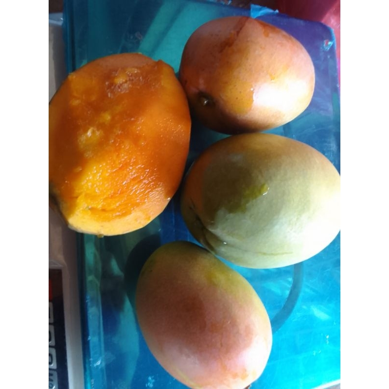 

Mangga Gadung atau lebih di kenal mangga arum manis,rasa manis nya alami tanpa pestisida,mateng d pohon,manis bikin ketagihan