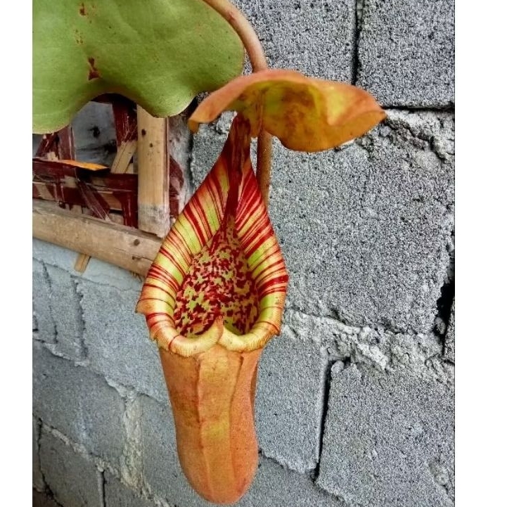 Biji Kantong Semar Nepenthes truncata Tanaman Karnivora