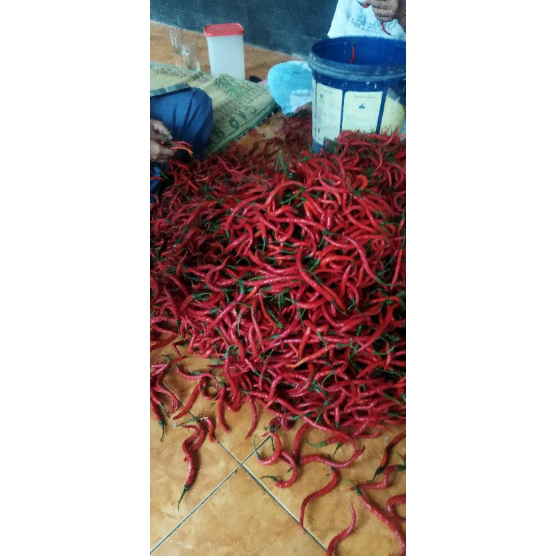

cabai merah kriting 25 ribu per kg fress dari kebun