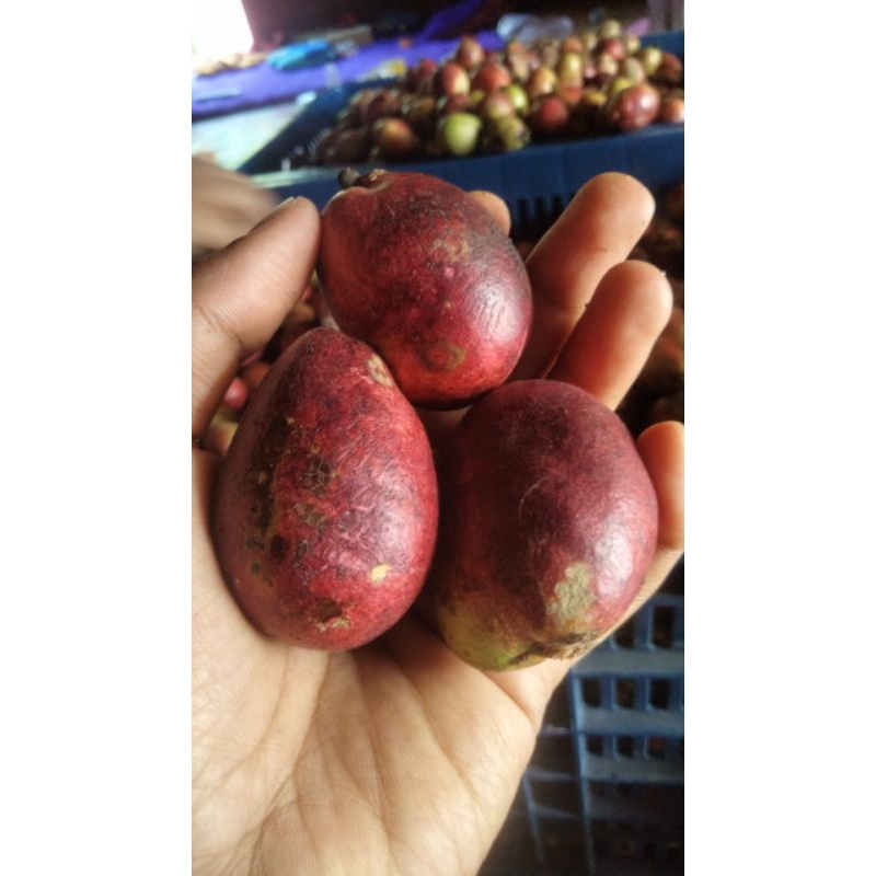 

Buah matoa 1 kg