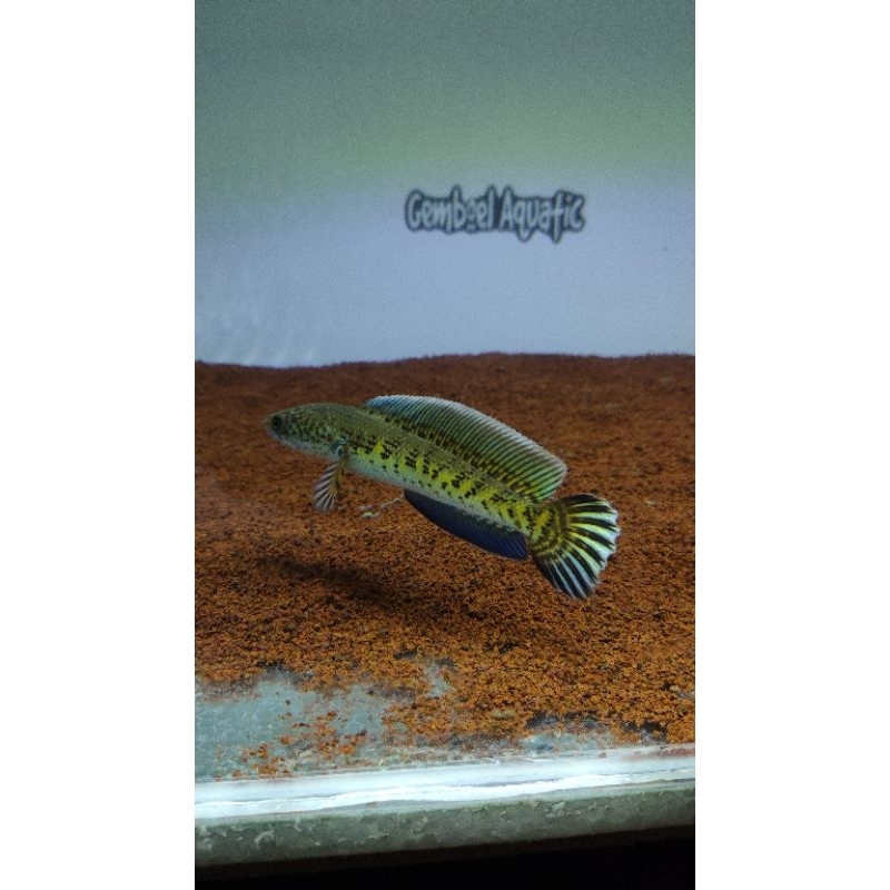 baby channa auranti cb 9-10cm