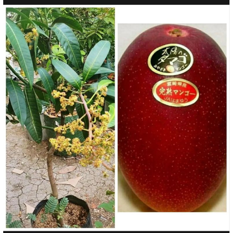 Bibit mangga Miyazaki unggul Cepat berbunga dan berbuah