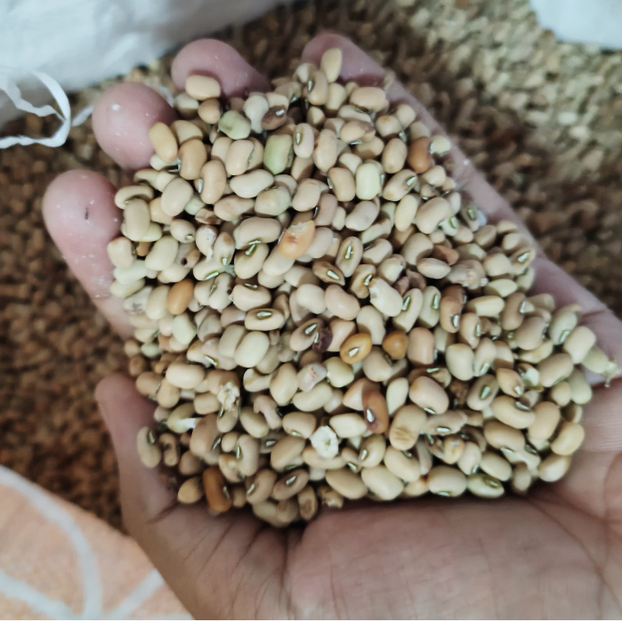 

Kacang Tolo, Kacang Tunggak, Kacang Dadap, Kacang Landes, Kacang Otok