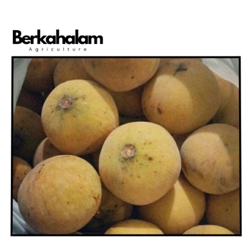 

buah kecapi lumut 500gram