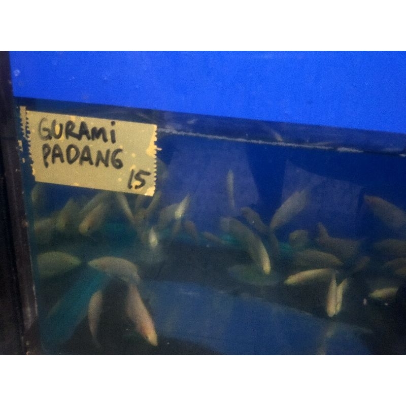 gurami Padang