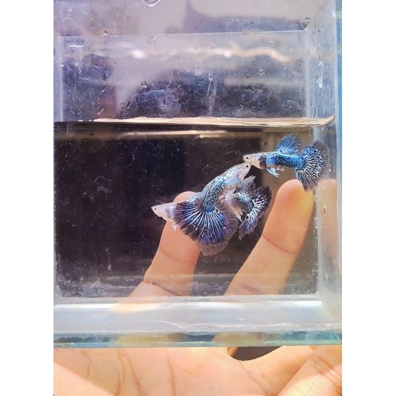 (GRADE A) GUPPY FISH BLUE DRAGON